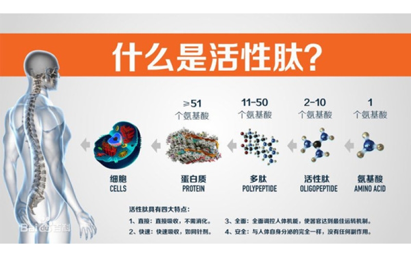 肽，對身體的十大益處